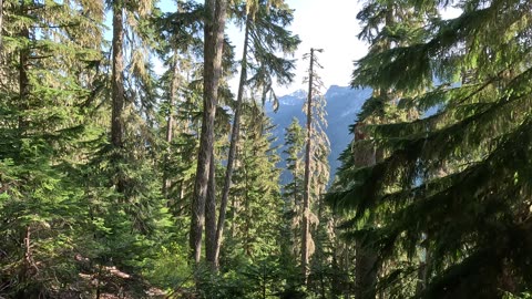 Forest approach on the Mount Daniel ski day