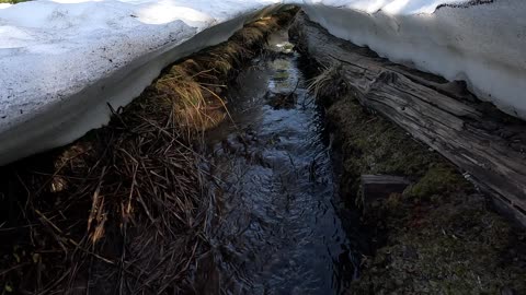 Meltwater running between snowbanks and a fallen log